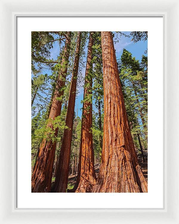 Giant Sequoia Trees - Framed Print