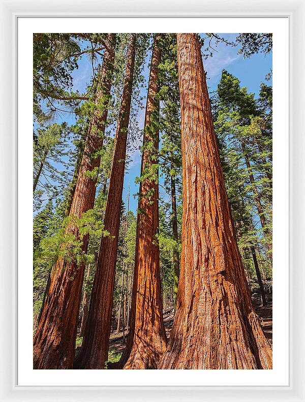 Giant Sequoia Trees - Framed Print