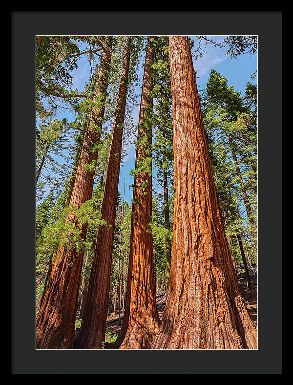 Giant Sequoia Trees - Framed Print