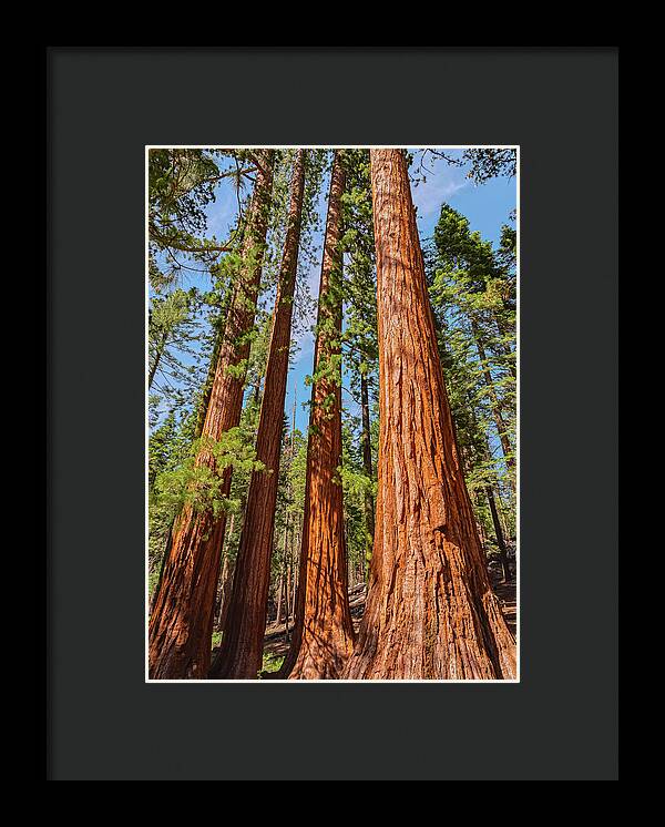 Giant Sequoia Trees - Framed Print