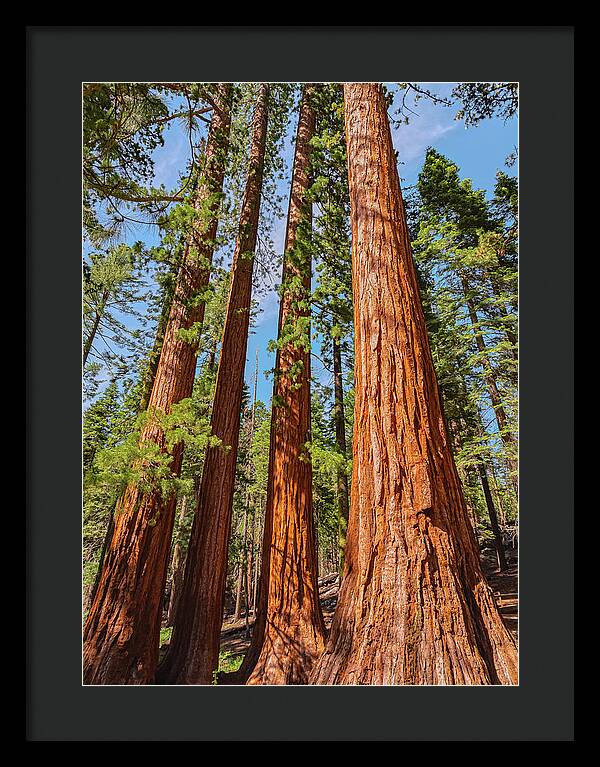 Giant Sequoia Trees - Framed Print