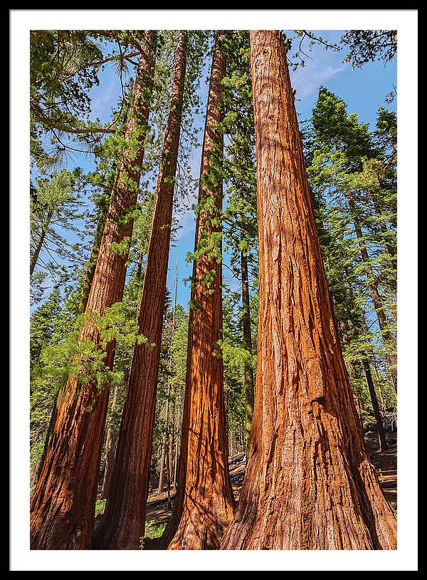 Giant Sequoia Trees - Framed Print