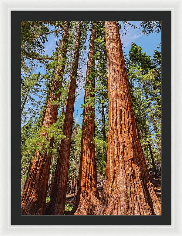 Giant Sequoia Trees - Framed Print