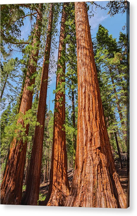 Giant Sequoia Trees - Acrylic Print