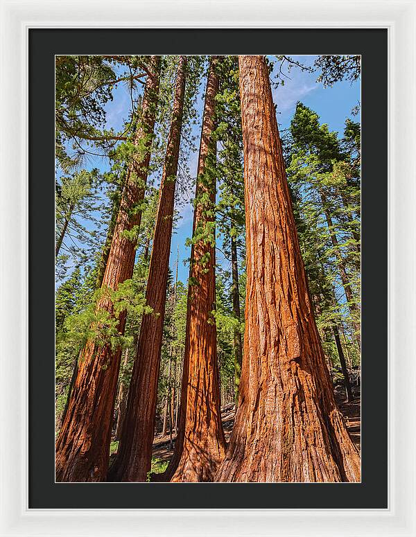 Giant Sequoia Trees - Framed Print