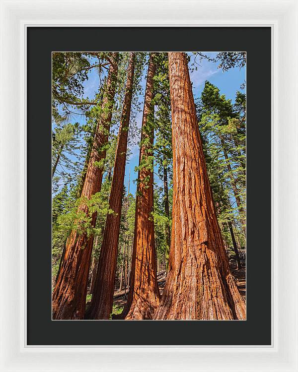Giant Sequoia Trees - Framed Print