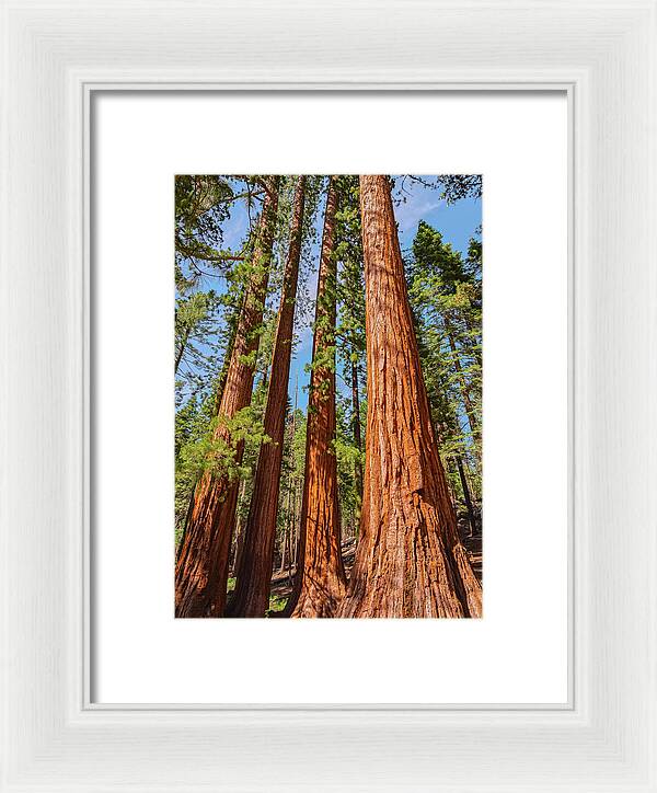 Giant Sequoia Trees - Framed Print