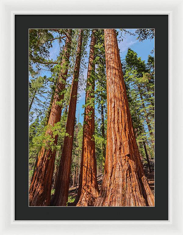 Giant Sequoia Trees - Framed Print