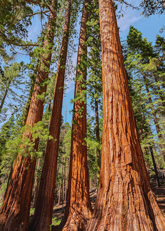 Giant Sequoia Trees - Art Print