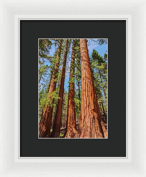 Giant Sequoia Trees - Framed Print