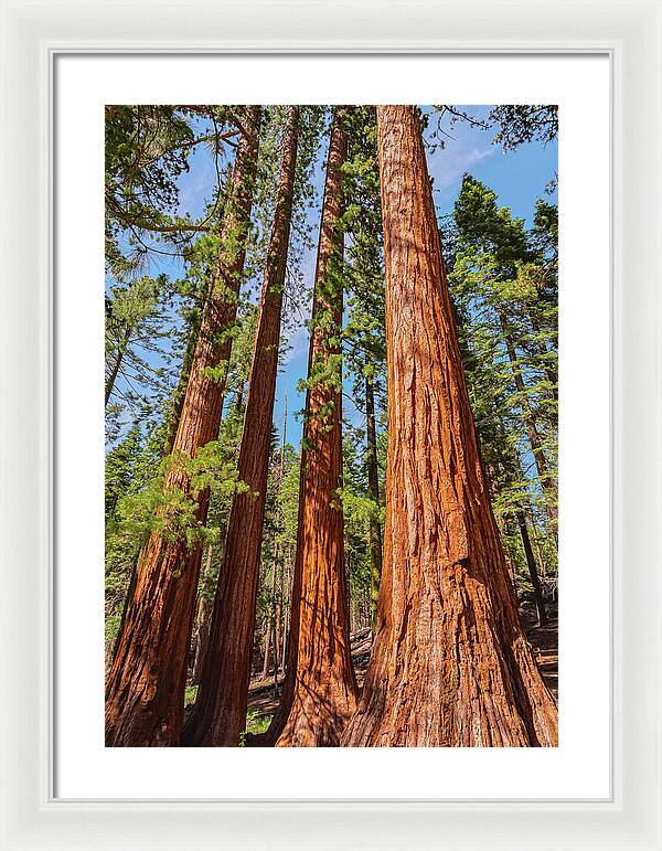 Giant Sequoia Trees - Framed Print