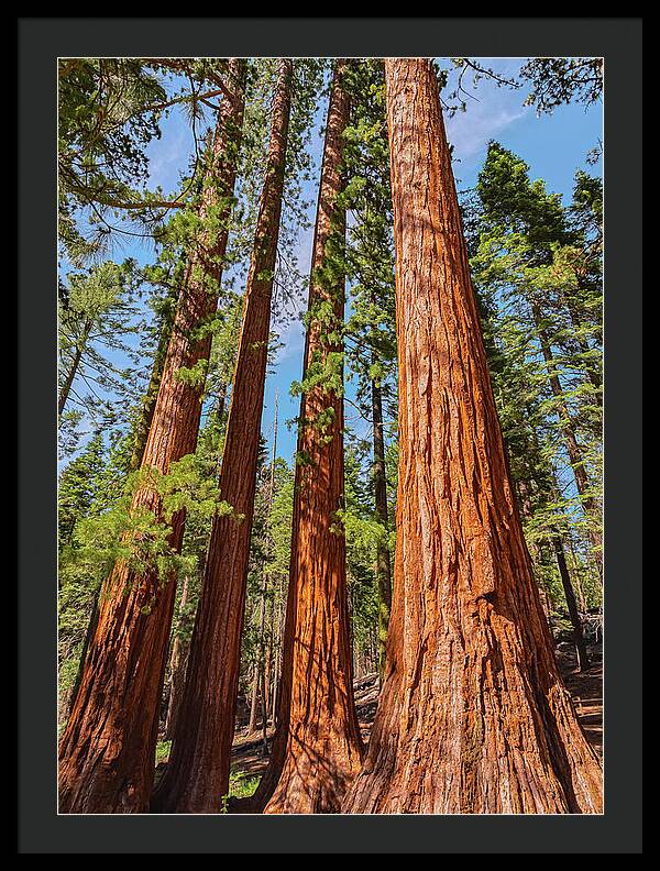 Giant Sequoia Trees - Framed Print