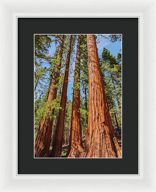 Giant Sequoia Trees - Framed Print
