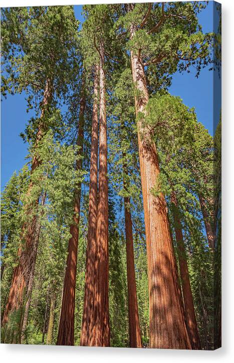 Giant Trees in Mariposa Grove - Canvas Print