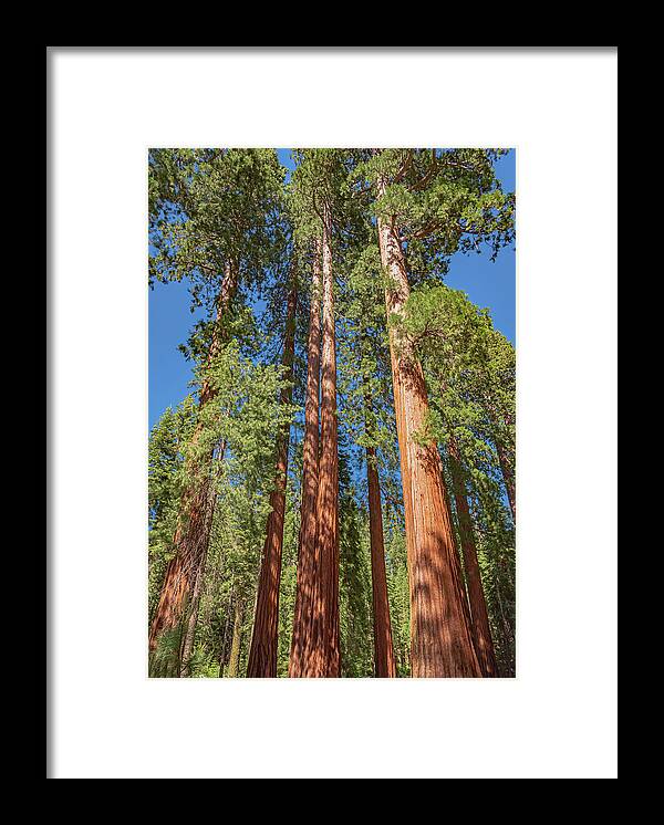 Giant Trees in Mariposa Grove - Framed Print