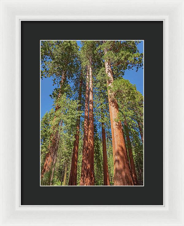 Giant Trees in Mariposa Grove - Framed Print