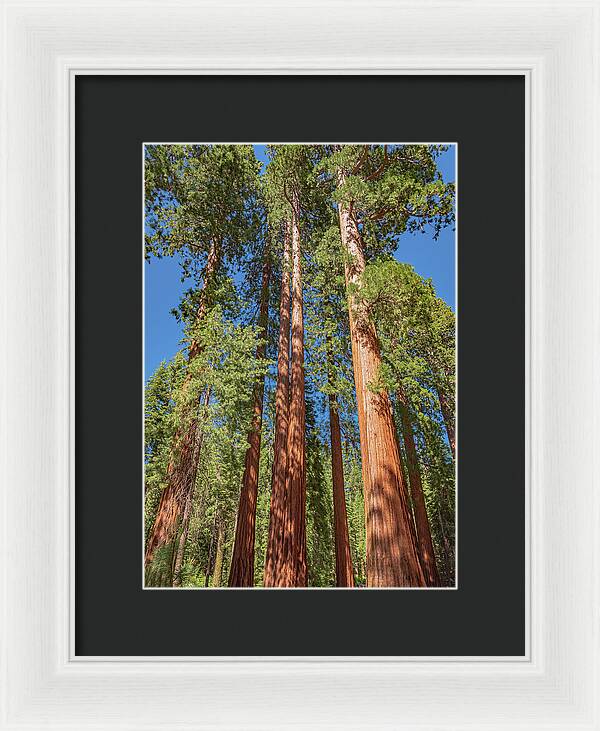 Giant Trees in Mariposa Grove - Framed Print