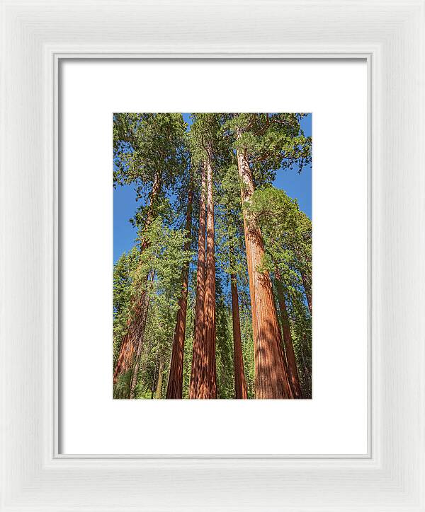 Giant Trees in Mariposa Grove - Framed Print