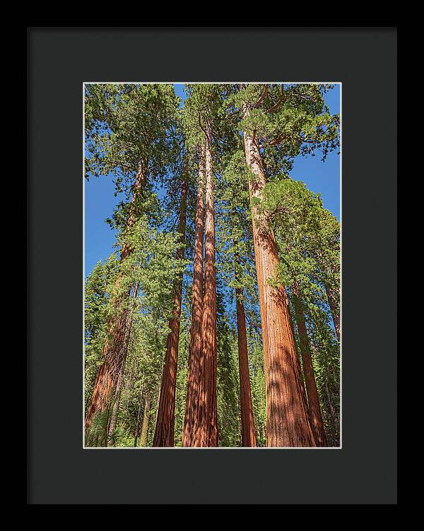 Giant Trees in Mariposa Grove - Framed Print