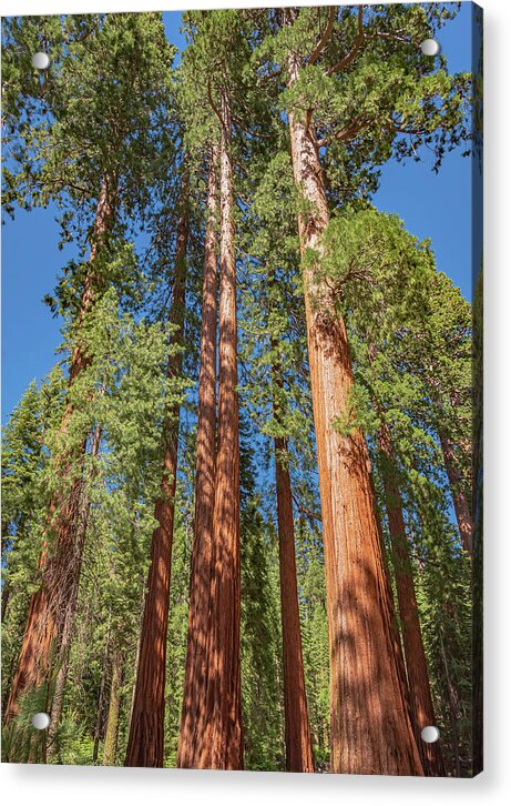 Giant Trees in Mariposa Grove - Acrylic Print