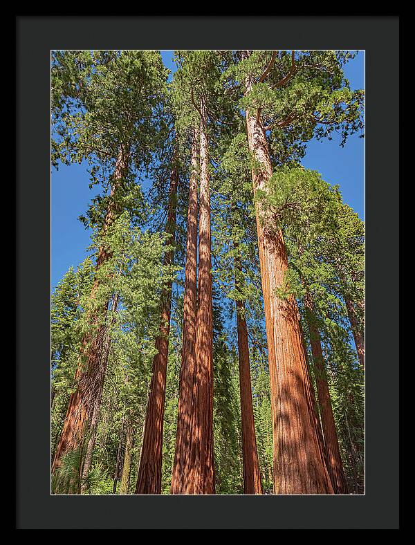 Giant Trees in Mariposa Grove - Framed Print