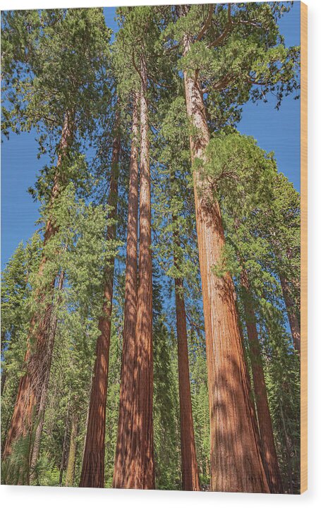 Giant Trees in Mariposa Grove - Wood Print