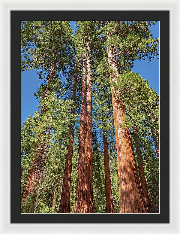 Giant Trees in Mariposa Grove - Framed Print