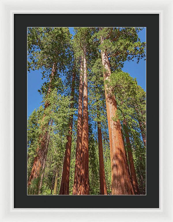 Giant Trees in Mariposa Grove - Framed Print