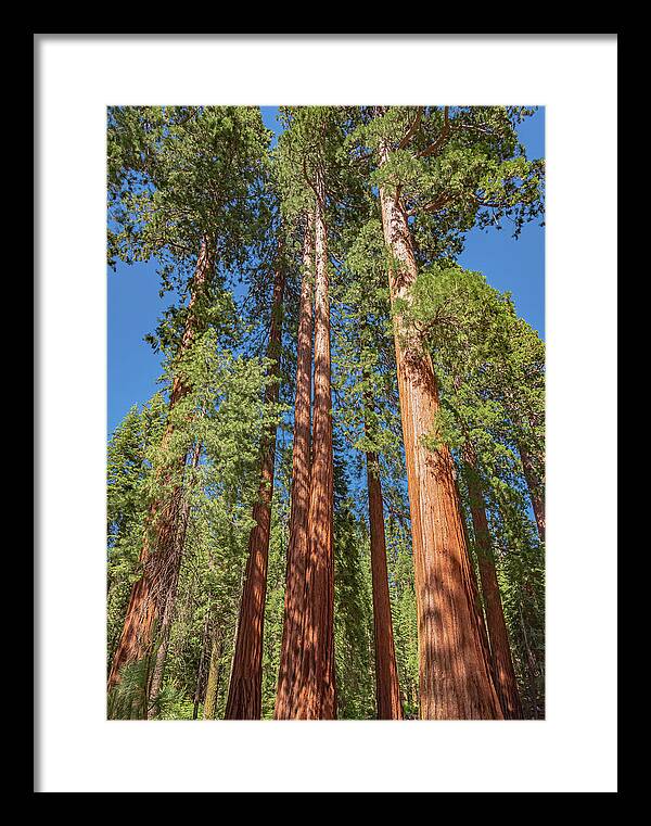 Giant Trees in Mariposa Grove - Framed Print