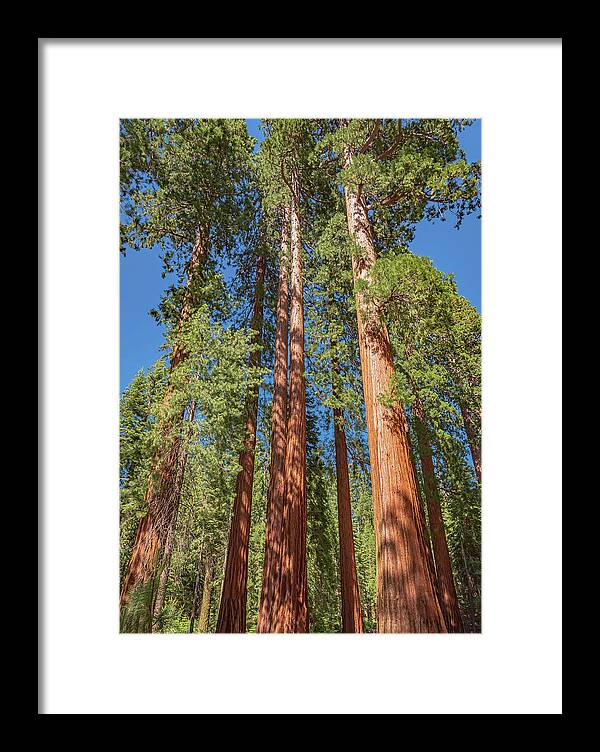Giant Trees in Mariposa Grove - Framed Print