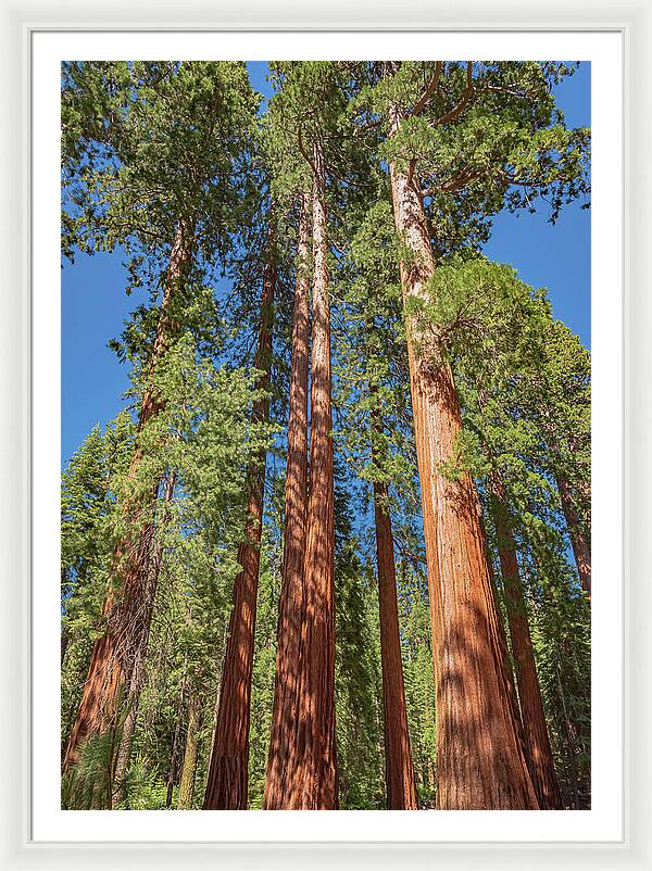Giant Trees in Mariposa Grove - Framed Print