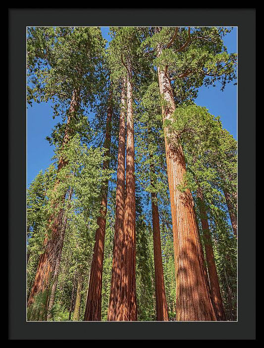 Giant Trees in Mariposa Grove - Framed Print