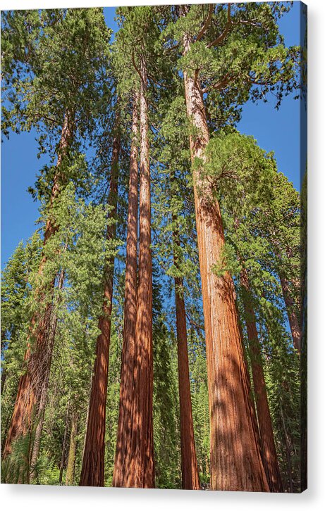 Giant Trees in Mariposa Grove - Acrylic Print