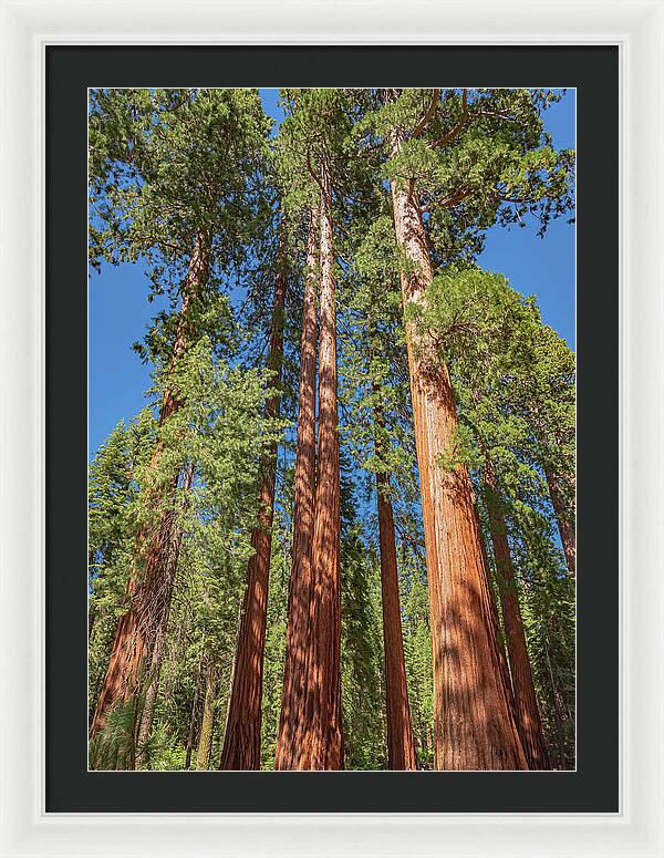 Giant Trees in Mariposa Grove - Framed Print