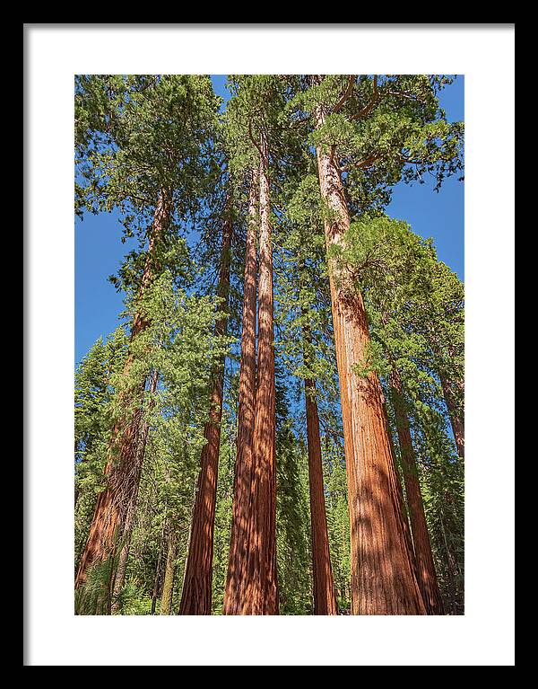 Giant Trees in Mariposa Grove - Framed Print