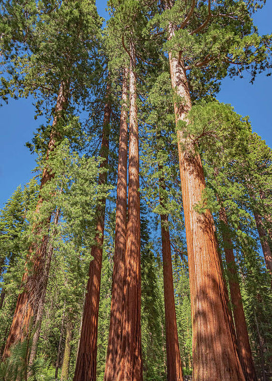Giant Trees in Mariposa Grove - Art Print