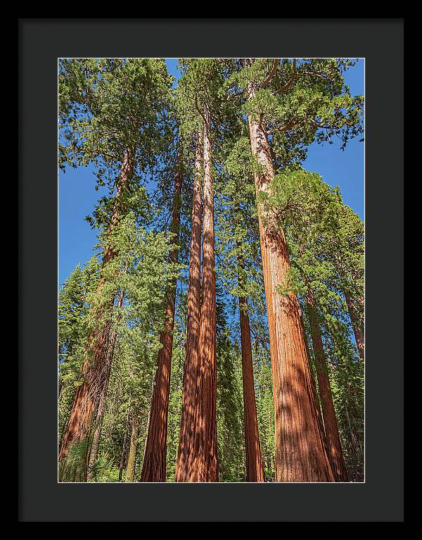 Giant Trees in Mariposa Grove - Framed Print