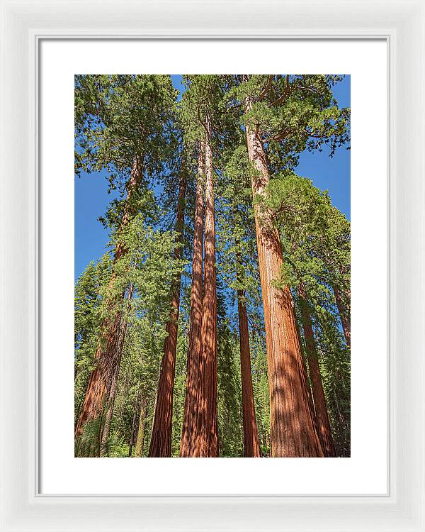 Giant Trees in Mariposa Grove - Framed Print