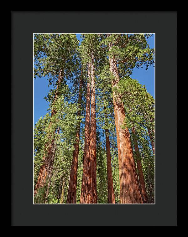 Giant Trees in Mariposa Grove - Framed Print