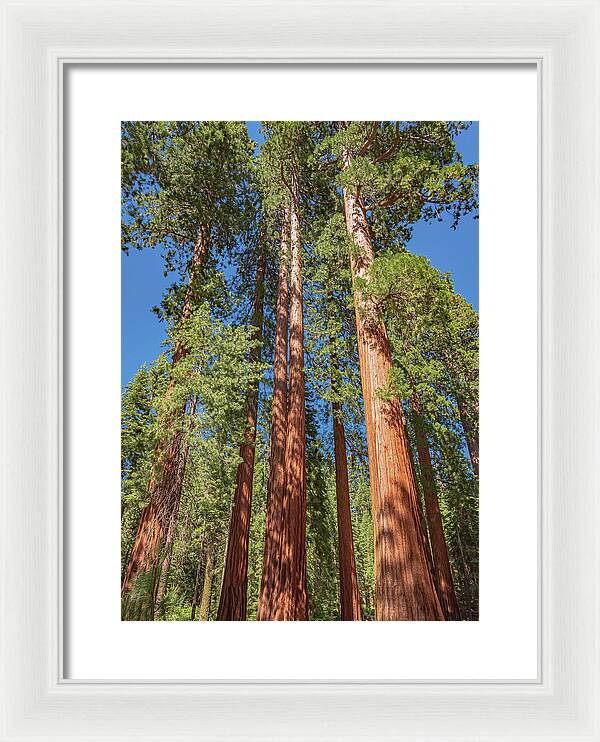 Giant Trees in Mariposa Grove - Framed Print