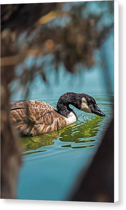 Goose Swimming in Tranquil Lake - Canvas Print