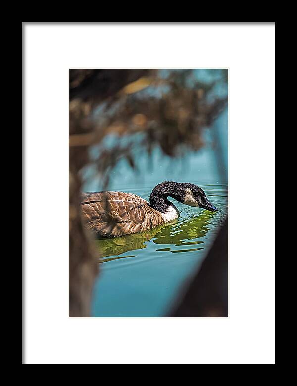 Goose Swimming in Tranquil Lake - Framed Print
