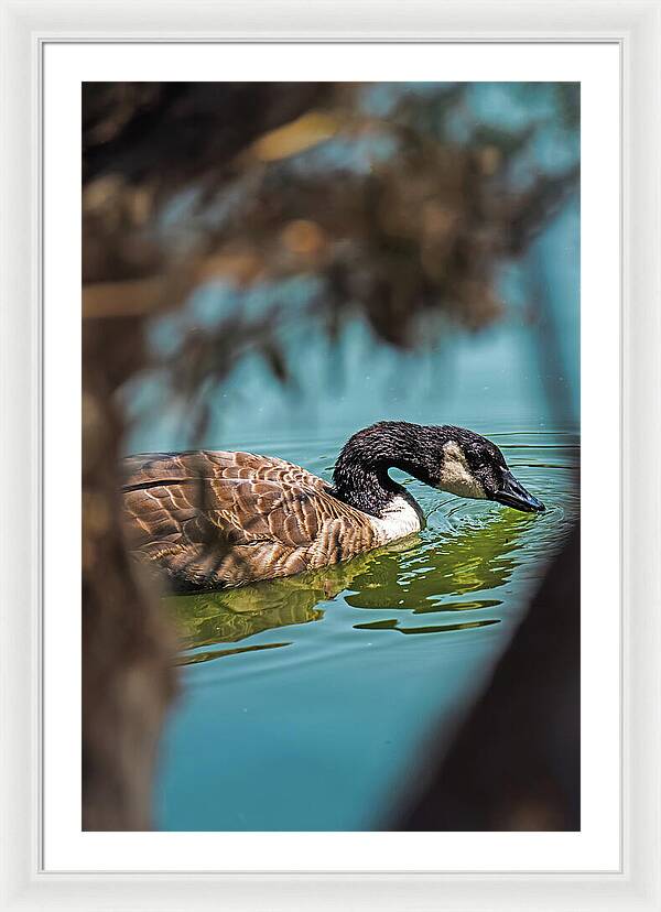 Goose Swimming in Tranquil Lake - Framed Print