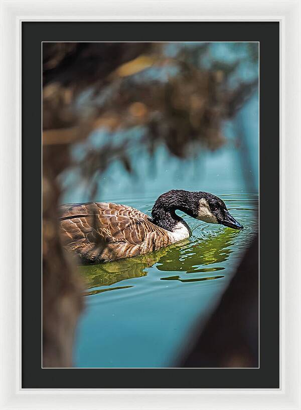Goose Swimming in Tranquil Lake - Framed Print