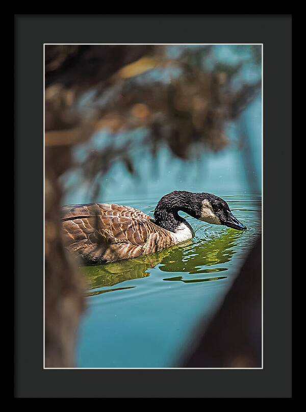 Goose Swimming in Tranquil Lake - Framed Print