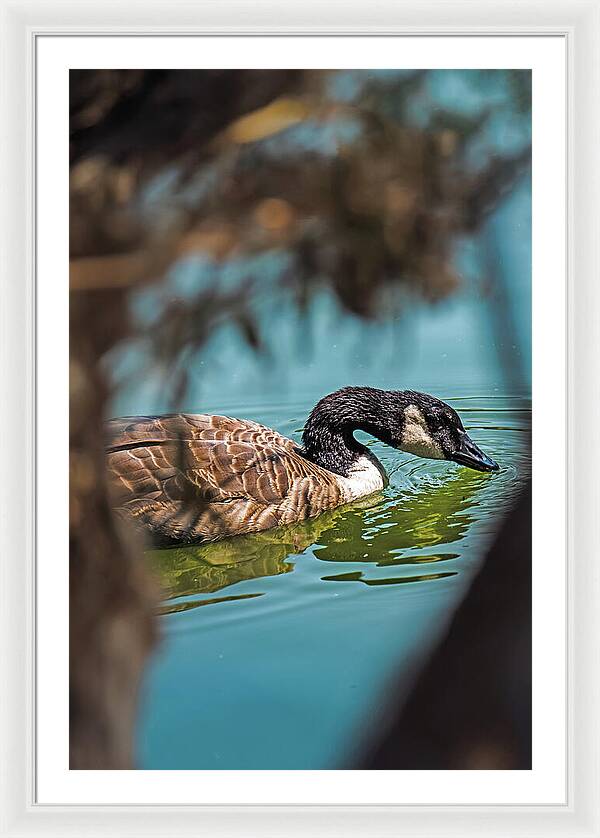 Goose Swimming in Tranquil Lake - Framed Print