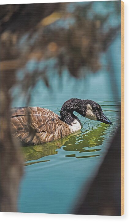 Goose Swimming in Tranquil Lake - Wood Print