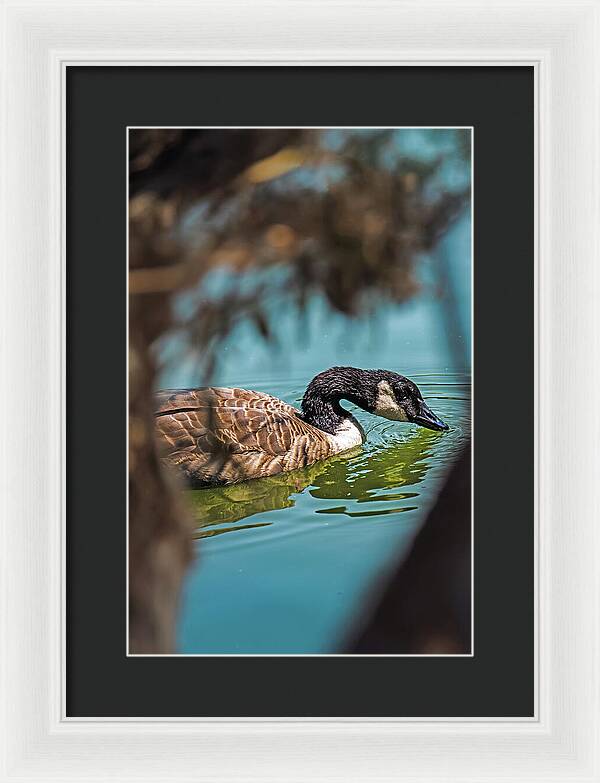 Goose Swimming in Tranquil Lake - Framed Print