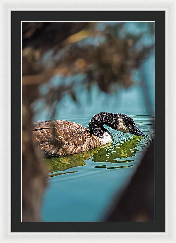 Goose Swimming in Tranquil Lake - Framed Print