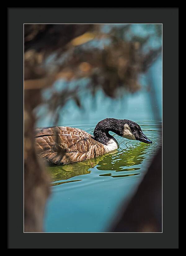 Goose Swimming in Tranquil Lake - Framed Print
